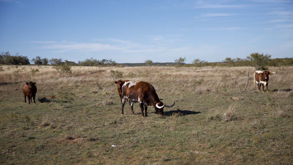 open field image